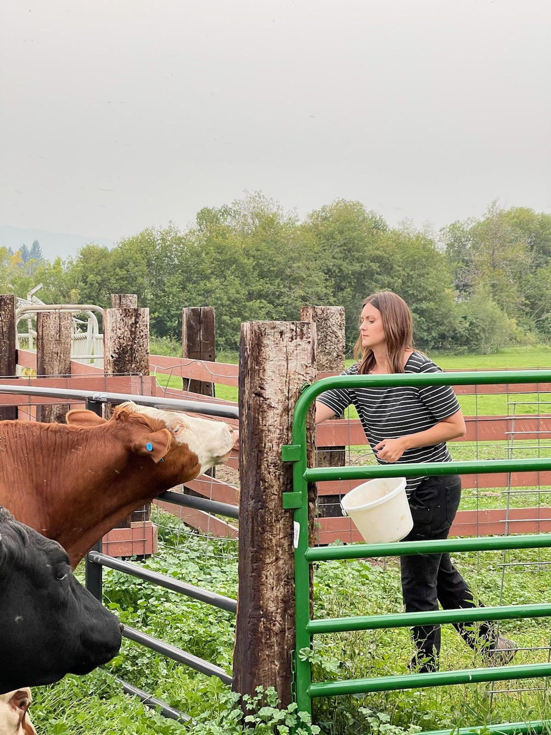 woman on ranch feeding cows